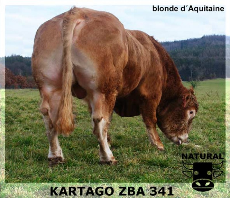 KARTAGO 150460694